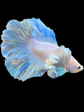 Load image into Gallery viewer, Male Rosetail - Pastel Dumbo #1972 - Live Betta Fish
