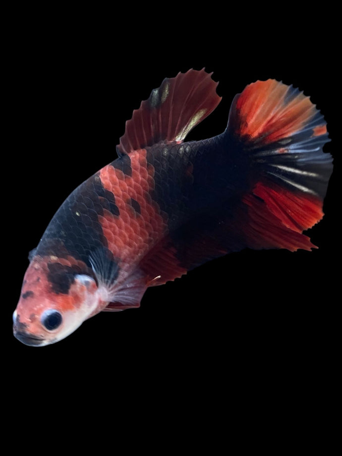 GIANT Female Halfmoon Plakat - Red Devil #1975 Live Betta Fish
