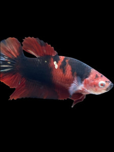 GIANT Female Halfmoon Plakat - Red Devil #1975 Live Betta Fish