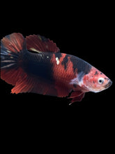 Load image into Gallery viewer, GIANT Female Halfmoon Plakat - Red Devil #1975 Live Betta Fish
