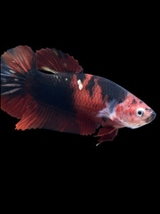 GIANT Female Halfmoon Plakat - Red Devil #1975 Live Betta Fish