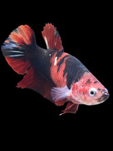 Load image into Gallery viewer, GIANT Female Halfmoon Plakat - Red Devil #1975 Live Betta Fish
