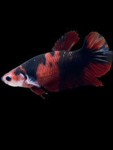 Load image into Gallery viewer, GIANT Female Halfmoon Plakat - Red Devil #1975 Live Betta Fish
