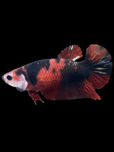 Load image into Gallery viewer, GIANT Female Halfmoon Plakat - Red Devil #1975 Live Betta Fish
