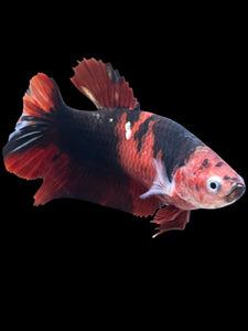 GIANT Female Halfmoon Plakat - Red Devil #1975 Live Betta Fish