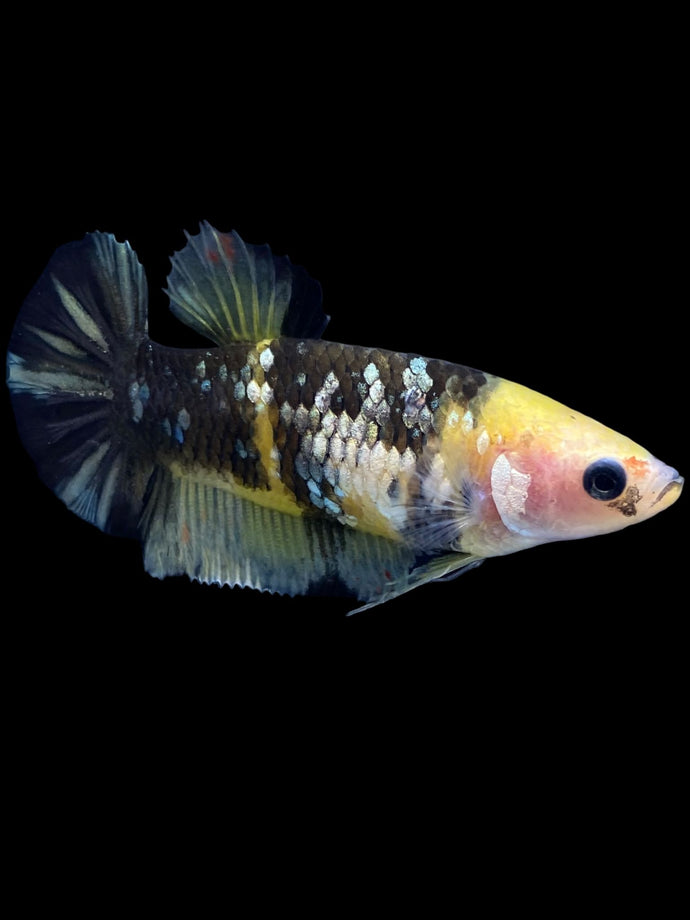 Female Halfmoon Plakat - Yellow Koi Copper #1976 - Live Betta Fish