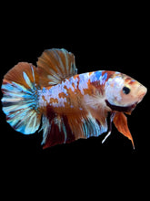Load image into Gallery viewer, GIANT Male Halfmoon Plakat - Multicolor #1977 - Live Betta Fish
