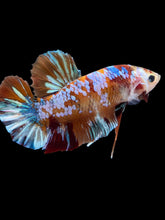 Load image into Gallery viewer, GIANT Male Halfmoon Plakat - Multicolor #1977 - Live Betta Fish
