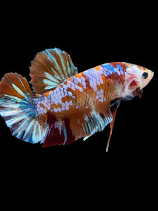 GIANT Male Halfmoon Plakat - Multicolor #1977 - Live Betta Fish