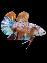 Load image into Gallery viewer, GIANT Male Halfmoon Plakat - Multicolor #1977 - Live Betta Fish
