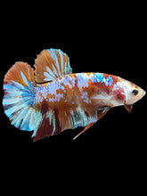 Load image into Gallery viewer, GIANT Male Halfmoon Plakat - Multicolor #1977 - Live Betta Fish
