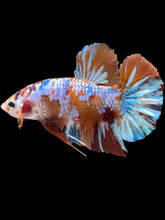 Load image into Gallery viewer, GIANT Male Halfmoon Plakat - Multicolor #1977 - Live Betta Fish
