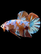 Load image into Gallery viewer, GIANT Male Halfmoon Plakat - Multicolor #1977 - Live Betta Fish
