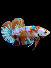 Load image into Gallery viewer, GIANT Male Halfmoon Plakat - Multicolor #1977 - Live Betta Fish
