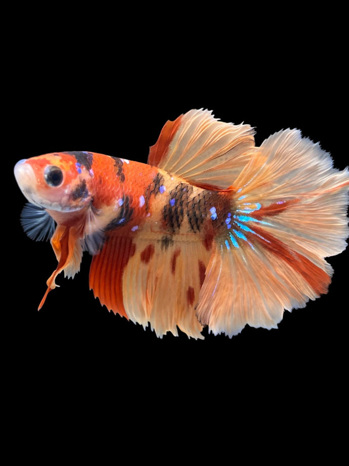 TOP GRADE Female Rosetail - Nemo Galaxy #1978 - Live Betta Fish