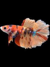 Load image into Gallery viewer, TOP GRADE Female Rosetail - Nemo Galaxy #1978 - Live Betta Fish
