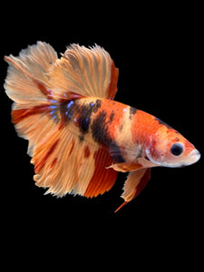 TOP GRADE Female Rosetail - Nemo Galaxy #1978 - Live Betta Fish