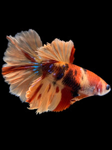 TOP GRADE Female Rosetail - Nemo Galaxy #1978 - Live Betta Fish