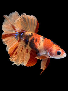 TOP GRADE Female Rosetail - Nemo Galaxy #1978 - Live Betta Fish