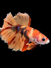Load image into Gallery viewer, TOP GRADE Female Rosetail - Nemo Galaxy #1978 - Live Betta Fish
