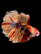 Load image into Gallery viewer, TOP GRADE Female Rosetail - Nemo Galaxy #1978 - Live Betta Fish
