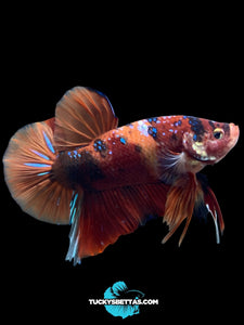 GIANT Male Halfmoon Plakat - Galaxy #197 - Live Betta Fish