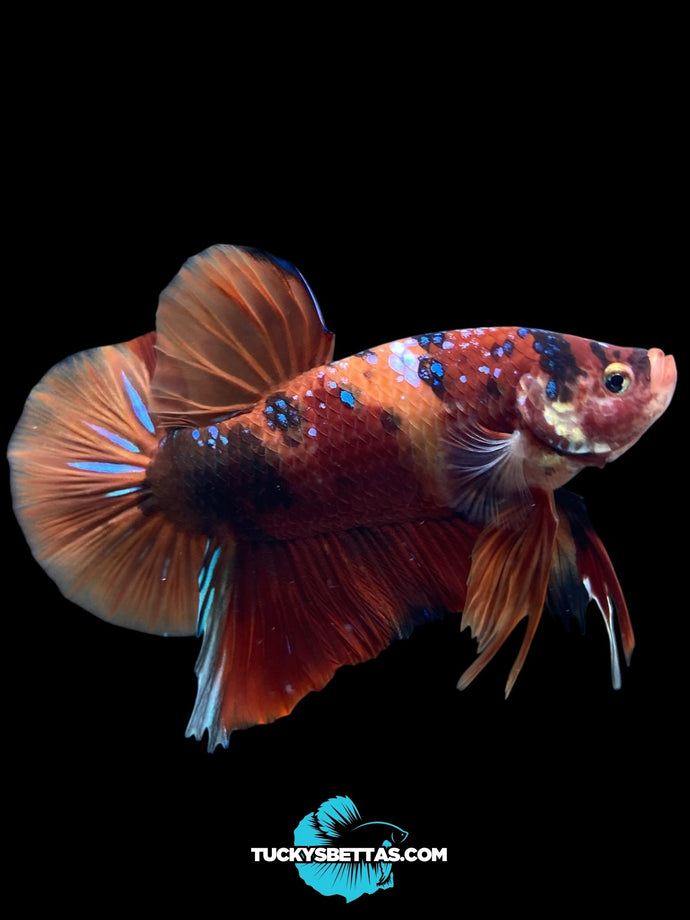 GIANT Male Halfmoon Plakat - Galaxy #197 - Live Betta Fish