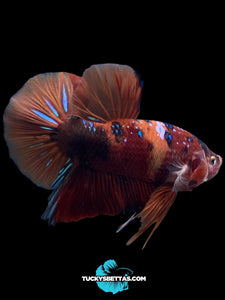 GIANT Male Halfmoon Plakat - Galaxy #197 - Live Betta Fish