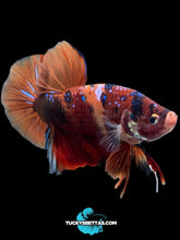 Load image into Gallery viewer, GIANT Male Halfmoon Plakat - Galaxy #197 - Live Betta Fish
