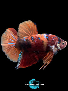 GIANT Male Halfmoon Plakat - Galaxy #197 - Live Betta Fish