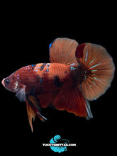 Load image into Gallery viewer, GIANT Male Halfmoon Plakat - Galaxy #197 - Live Betta Fish
