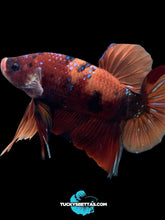 Load image into Gallery viewer, GIANT Male Halfmoon Plakat - Galaxy #197 - Live Betta Fish
