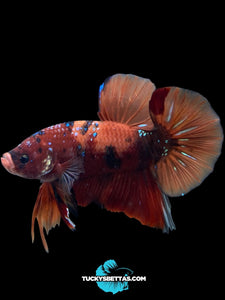 GIANT Male Halfmoon Plakat - Galaxy #197 - Live Betta Fish