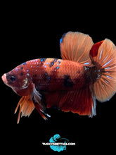 Load image into Gallery viewer, GIANT Male Halfmoon Plakat - Galaxy #197 - Live Betta Fish
