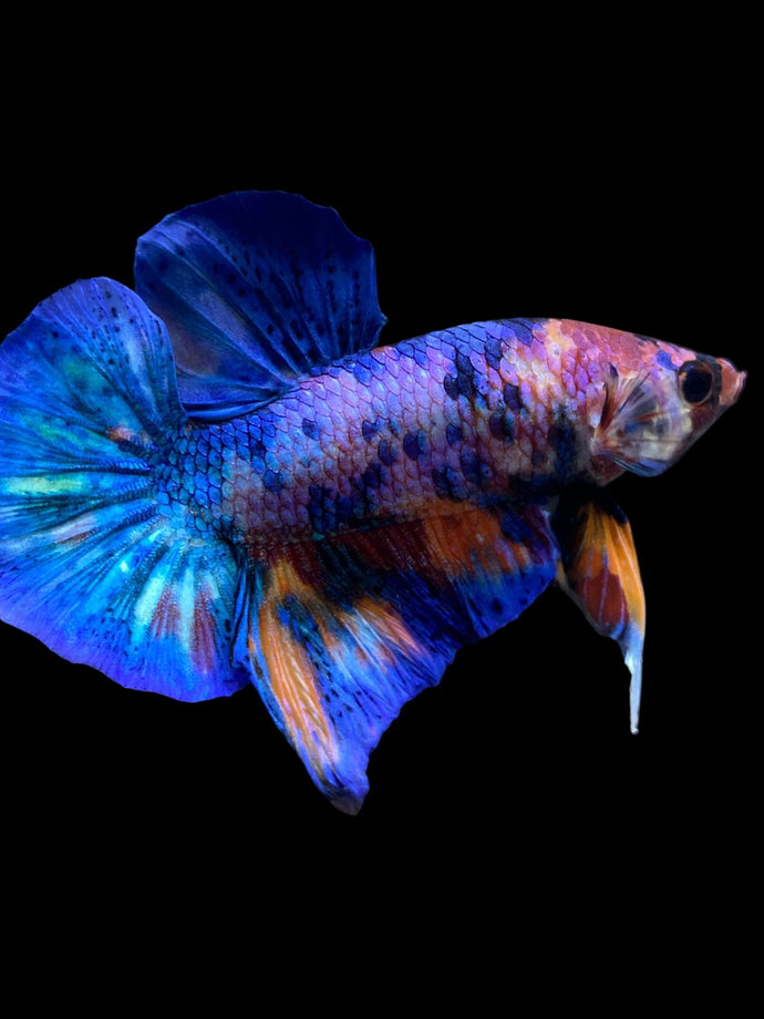 Male Halfmoon Plakat - Multicolor #1982 - Live Betta Fish