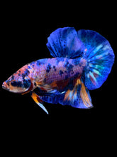 Load image into Gallery viewer, Male Halfmoon Plakat - Multicolor #1982 - Live Betta Fish
