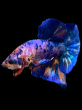Load image into Gallery viewer, Male Halfmoon Plakat - Multicolor #1982 - Live Betta Fish

