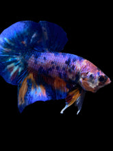 Load image into Gallery viewer, Male Halfmoon Plakat - Multicolor #1982 - Live Betta Fish
