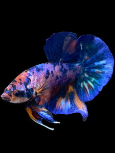 Male Halfmoon Plakat - Multicolor #1982 - Live Betta Fish