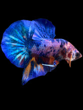 Load image into Gallery viewer, Male Halfmoon Plakat - Multicolor #1982 - Live Betta Fish
