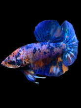 Load image into Gallery viewer, Male Halfmoon Plakat - Multicolor #1982 - Live Betta Fish
