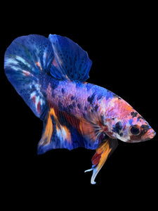 Male Halfmoon Plakat - Multicolor #1982 - Live Betta Fish