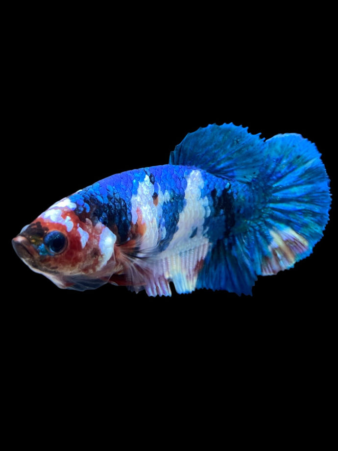 Female Halfmoon Plakat - Galaxy #1984 - Live Betta Fish