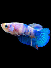 Load image into Gallery viewer, Female Halfmoon Plakat - Candy #1985 - Live Betta Fish
