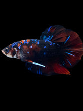 Load image into Gallery viewer, GIANT Male Halfmoon Plakat - Red Galaxy #1987 - Live Betta Fish
