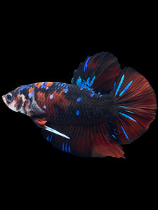 GIANT Male Halfmoon Plakat - Red Galaxy #1987 - Live Betta Fish