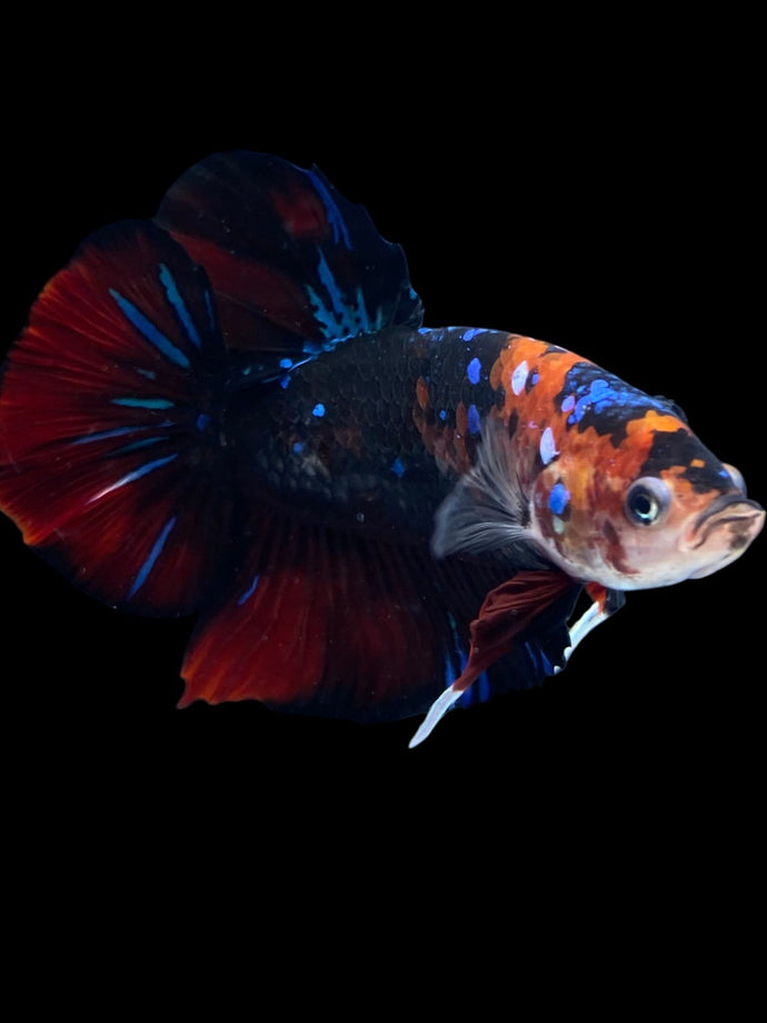GIANT Male Halfmoon Plakat - Red Galaxy #1987 - Live Betta Fish