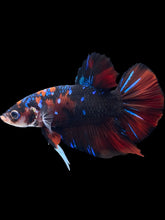 Load image into Gallery viewer, GIANT Male Halfmoon Plakat - Red Galaxy #1987 - Live Betta Fish
