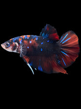 Load image into Gallery viewer, GIANT Male Halfmoon Plakat - Red Galaxy #1987 - Live Betta Fish

