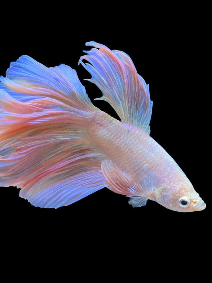 Male Feather Tail - Pink #1988 - Live Betta Fish